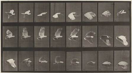 Planche numéro 758. Cacatoès en vol