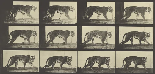 Tigre marchant, Planche 729 de Animal Locomotion, 1887