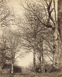 Hêtre de la reine Adélaïde, 1864