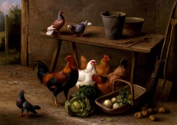 Poules, pigeons et colombes