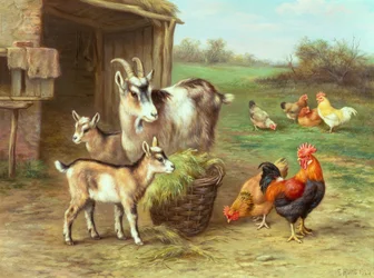 Poules et chèvres se nourrissant dans une cour de ferme
