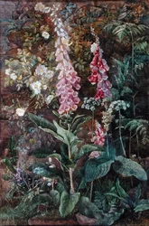 Digitalis Purpura et Rosa Rugosa