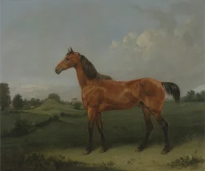 Un cheval bai dans un champ