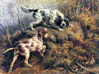 Pointer, setter et tétras