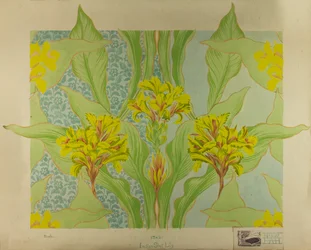 Canna indica