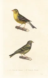 Canari des Canaries et serin européen