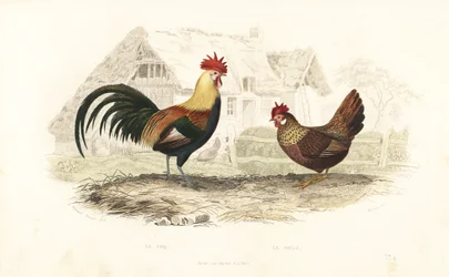 Coq et poule, Phasianus gallus