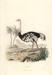 Autruche commune, Struthio camelus