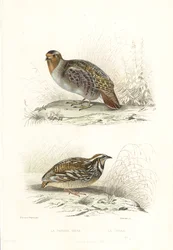 Perdrix grise et caille des blés