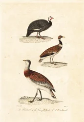 Pintade et outardes
