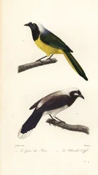 Geai inca et geai de Cayenne
