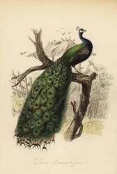 Paon indien, Pavo cristatus