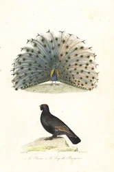 Paon indien et grand tétras