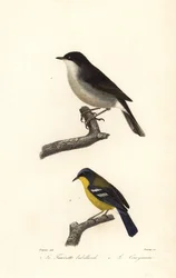 Fauvette babillarde et paruline à gorge jaune
