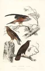 Milan royal, bondrée apivore et buse variable