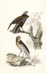 Busard des roseaux et circaète Jean-le-Blanc