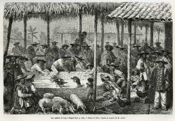 Combat de coqs et animation de rue à Ibagué (Colombie), dessin de Riou, pour illustrer le récit de l