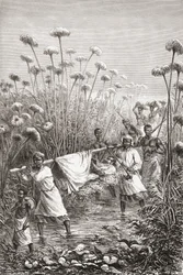 Dr. David Livingstone porté les derniers kilomètres jusqu