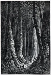 Forêt de Guyane française, dessin par Riou, «Le Tour du Monde», 2e semestre 1879