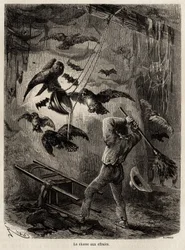 Chasse aux hiboux réfugiés dans l
