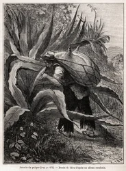 La récolte du pulque, boisson traditionnelle aztèque, résultant de la fermentation de la sève de l