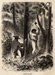 La collecte de sandi, un arbre dont la sève lactée est à la fois très nutritive et sert de calfeutrage pour les canoës au Venezuela et au Pérou. Dessin de Riou, pour illustrer le voyage de l