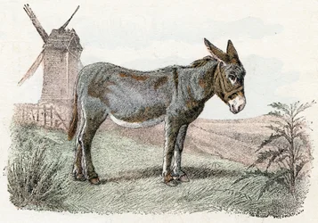 Âne de 