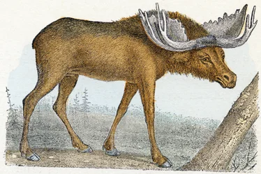 Élan - Alphabet illustré des animaux