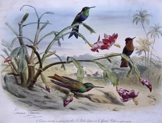 Colibris: colibri à queue fourchue, rubis-topaze et grand rubis - dessinés par E. Traviès