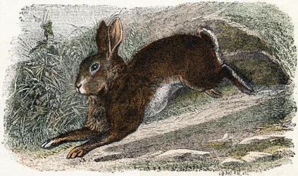 Lapin de garenne - 