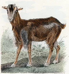 Chèvre - "Alphabet illustré des animaux" XIXe siècle (gravure)