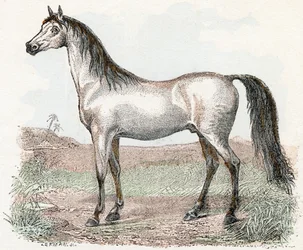 Cheval - 