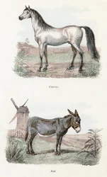 Cheval et âne - "Alphabet illustré des animaux" XIXe siècle (gravure)