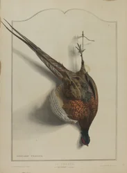La Chasse: Le Faisan Commun