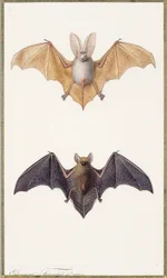 Grand murin et une chauve-souris commune, 1834