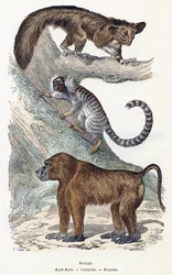Singes - "Alphabet illustré des animaux" XIXe siècle (gravure)