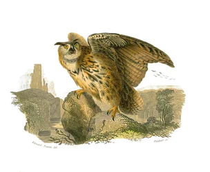 Tableau zoologique représentant des oiseaux de proie diurnes. Le Grand-Duc