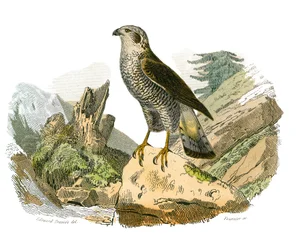 Histoire naturelle : planche zoologique représentant des oiseaux de proie nocturnes. Le autour. Planche tirée des neuf volumes sur les oiseaux dans les Œuvres complètes de Buffon écrites par le naturaliste Georges Louis Leclerc, comte de Buffon