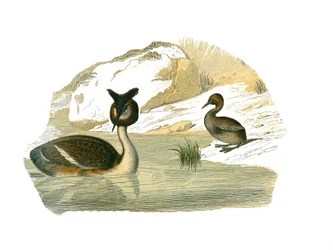 Histoire naturelle : planche zoologique représentant des palmiers brachypteres