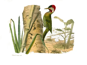 Tableau zoologique représentant des grimpeurs. Pic rayé de Cayenne. Planche tirée des neuf volumes sur les oiseaux dans « Œuvres complètes de Buffon » écrites par le naturaliste Georges Louis Leclerc, Comte de Buffon