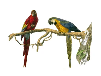 Histoire naturelle : planche zoologique représentant des grimpeurs. Ara rouge et ara bleu. Planche tirée des neuf volumes sur les oiseaux dans les Œuvres complètes de Buffon écrites par le naturaliste Georges Louis Leclerc, comte de Buffon