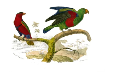 Planche zoologique représentant des grimpeurs : le lori tricolore et le perroquet vert. Planche tirée des neuf volumes sur les oiseaux dans « Œuvres complètes de Buffon » écrites par le naturaliste Georges Louis Leclerc, comte de Buffon (1707-1788)