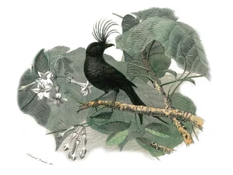 Planche zoologique représentant des passereaux dentirostres : le drongo. Planche tirée des neuf volumes sur les oiseaux dans « Œuvres complètes de Buffon » écrites par le naturaliste Georges Louis Leclerc, comte de Buffon (1707-1788)