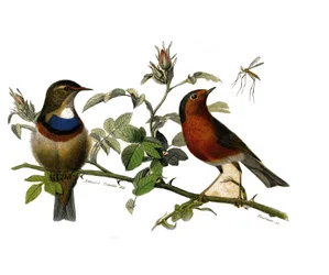 Histoire naturelle : planche zoologique représentant des passereaux dentirostres