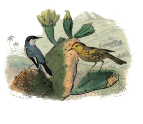 Histoire naturelle : planche zoologique représentant des passereaux dentirostres