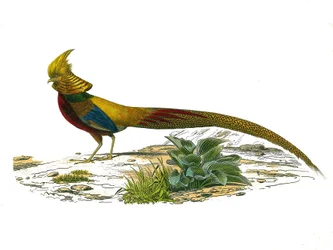 Planche zoologique représentant des gallinacés : le faisan doré chinois. Planche tirée des neuf volumes sur les oiseaux dans « Œuvres complètes de Buffon » écrites par le naturaliste Georges Louis Leclerc, comte de Buffon (1707-1788)
