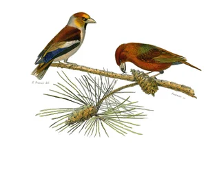 Planche zoologique représentant des passereaux conirostres : gros-bec et bec-croisé. Planche tirée des neuf volumes sur les oiseaux dans « Œuvres complètes de Buffon » écrites par le naturaliste Georges Louis Leclerc, comte de Buffon (1707-1788)