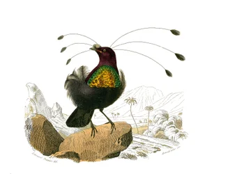 Planche zoologique représentant des passereaux conirostres : le sifilet. Planche tirée des neuf volumes sur les oiseaux dans « Œuvres complètes de Buffon » écrites par le naturaliste Georges Louis Leclerc, comte de Buffon (1707-1788)