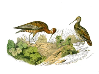 Histoire naturelle : planche zoologique représentant des ombrages longirostres
