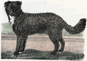 Terre-Neuve, Terre-Neuve - "Alphabet illustrant les animaux" XIXe siècle